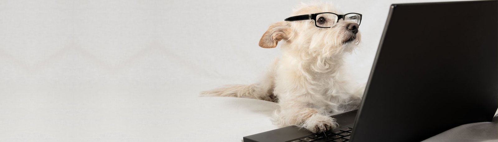 5 Dicas para o Site do Canil ou Gatil Bombar