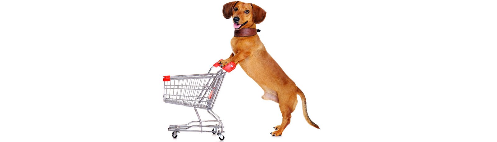 Venda Segura de filhotes – Como não ser trapaceado ao vender seu filhote