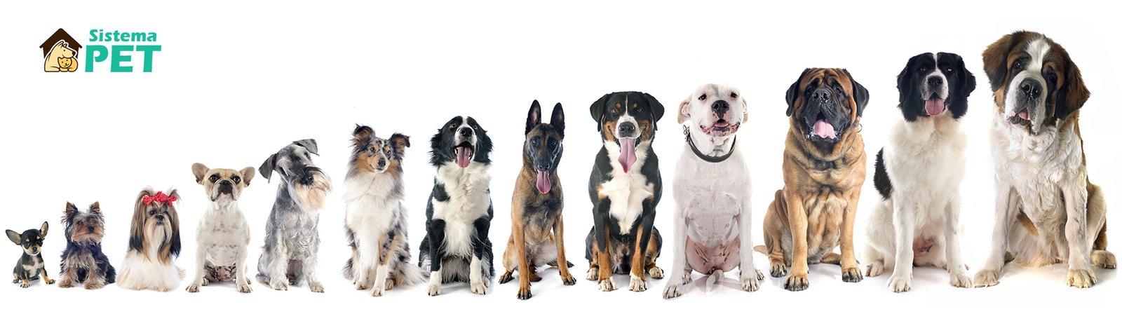 Como montar um canil