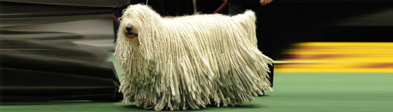 Vale a pena criar uma raça exótica?