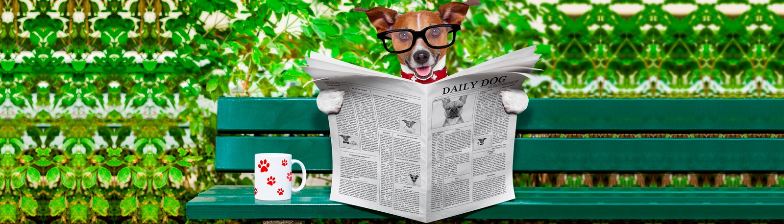 Onde Anunciar sua Criação?