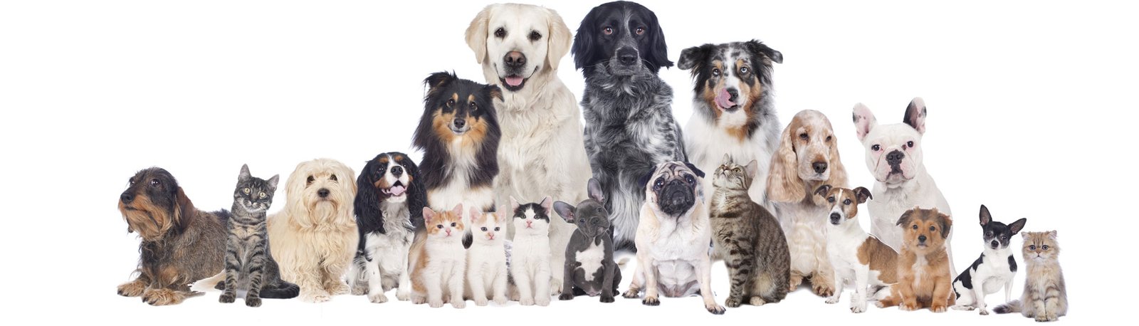 Quem defende os Criadores ?