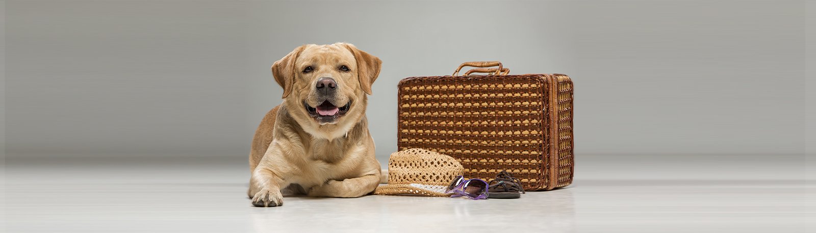 Cuidados ao Importar um Cão ou um Gato