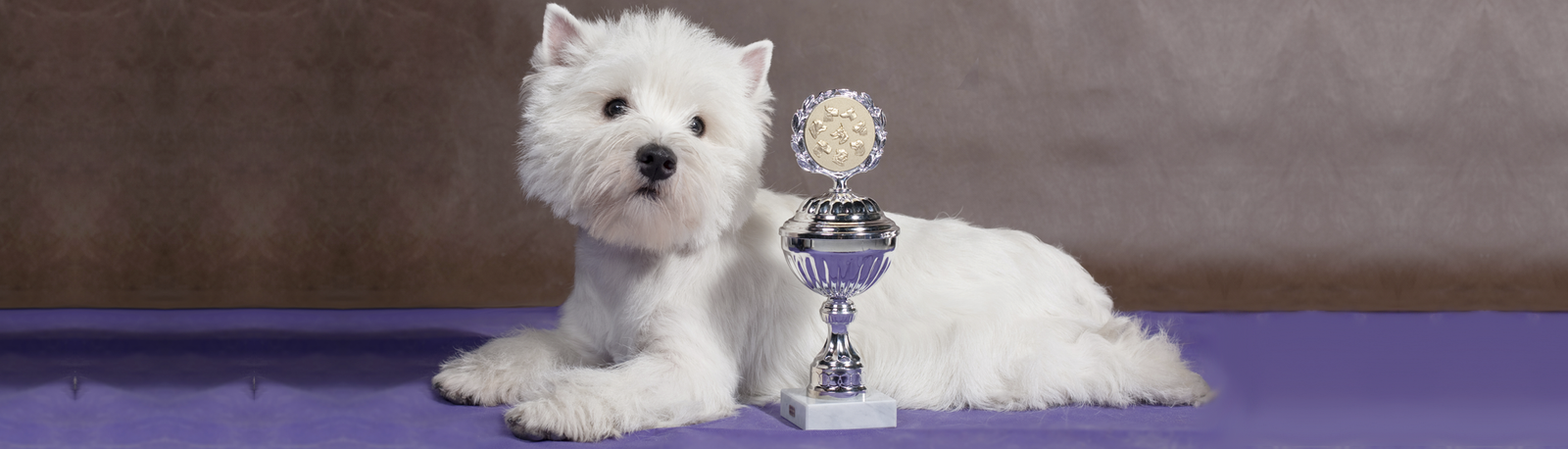 Qual o Ranking mais importante?