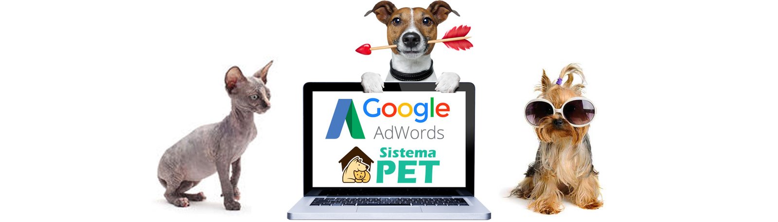 Adwords para Criadores