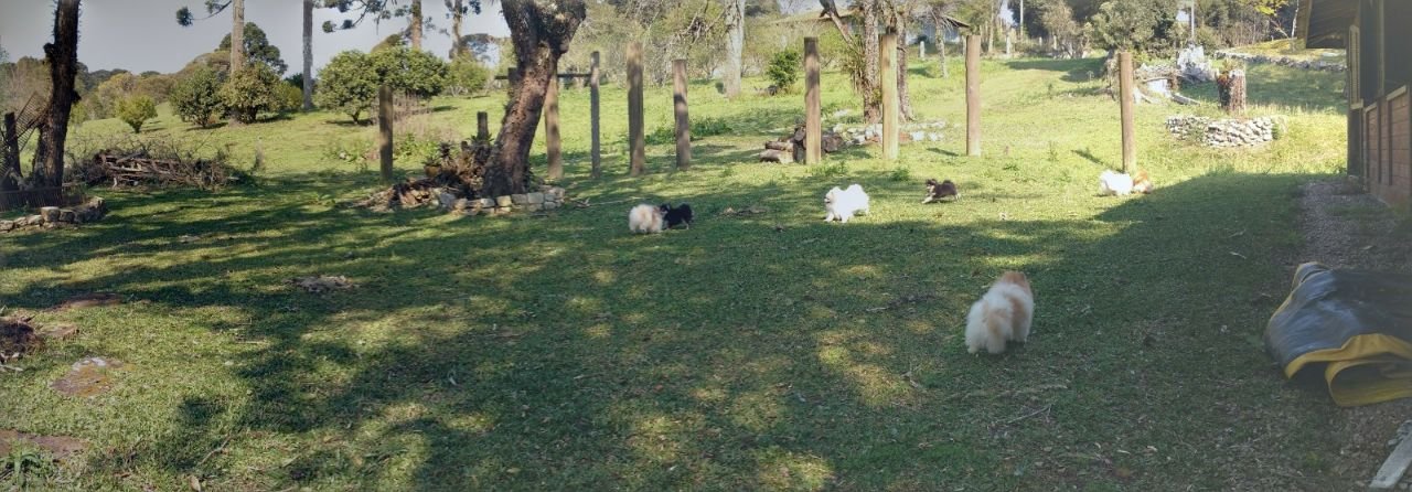 Tipos de Piso do Canil