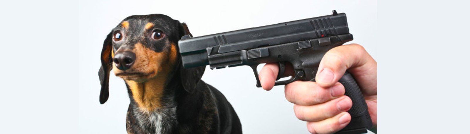 A Criminalização do Criador e o Fim das Raças de Cães