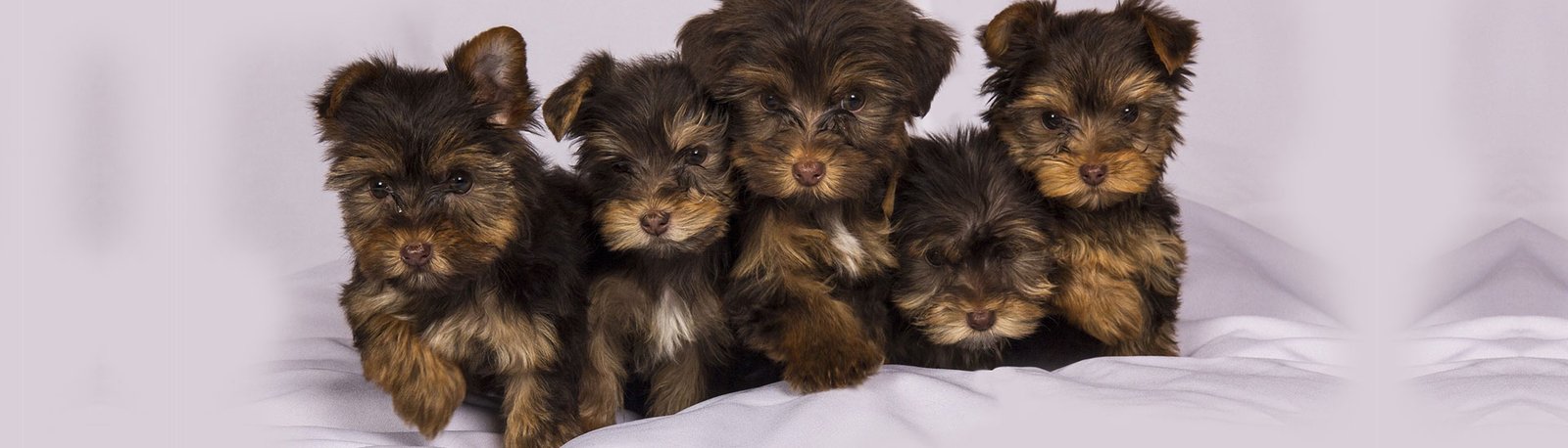 Venda para Outros Criadores