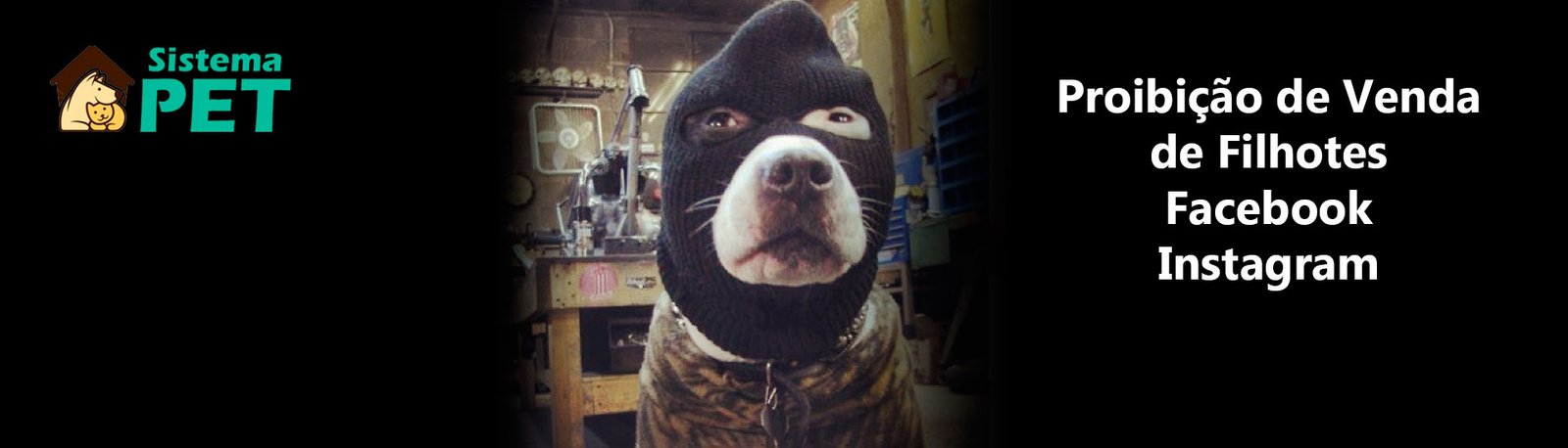 É Proibido Vender Filhotes no Facebook e Instagram