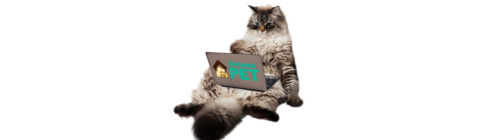 10 Dicas para Escolher o Nome do seu Canil ou do seu Gatil