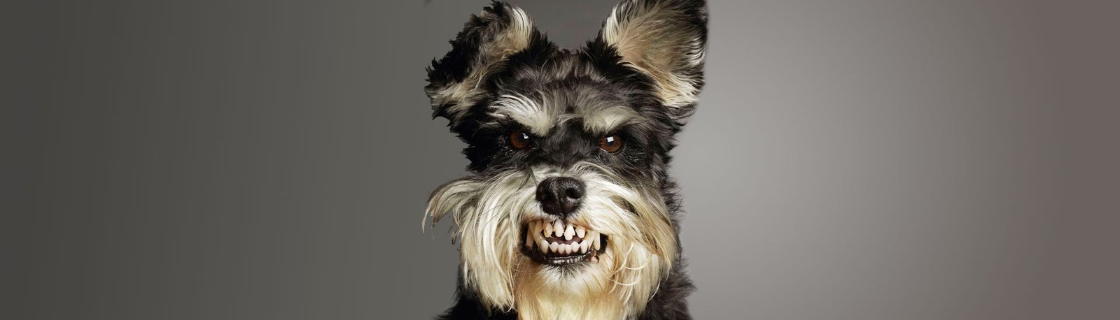 Ética entre criadores