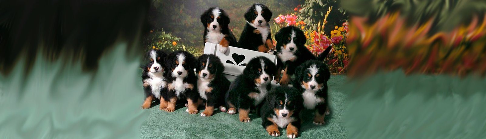 Melhorando a Produtividade dos Machos