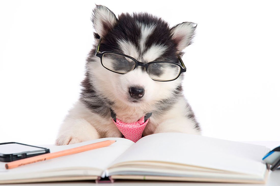 Política de Vendas para Criadores