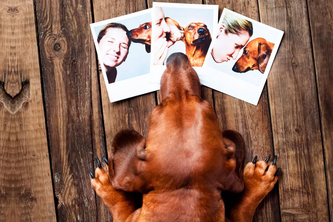 Roubo de Imagem dos Animais