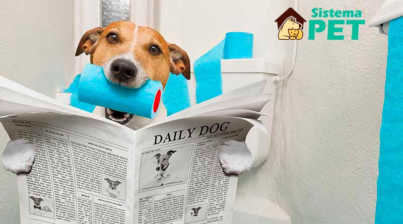 gestão sanitária e dejetos