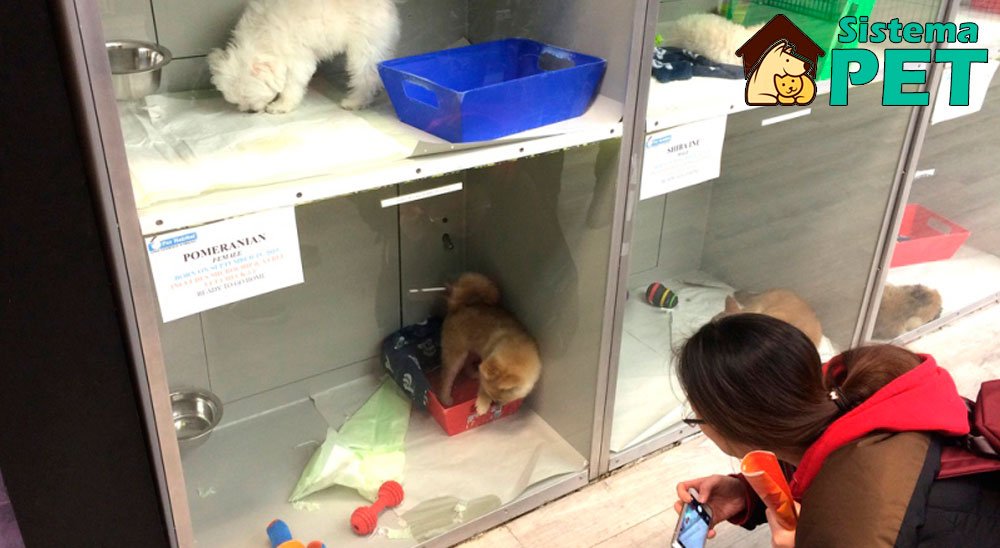 venda filhote em pet shop