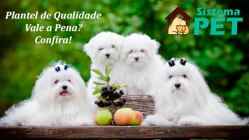 Plantel de Qualidade