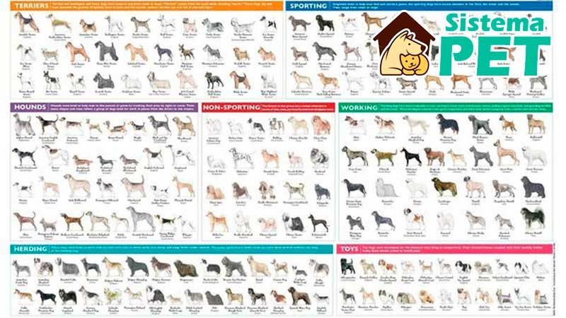 escolhendo raça a criar