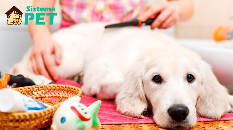 PetShop no Hotel ou Banho