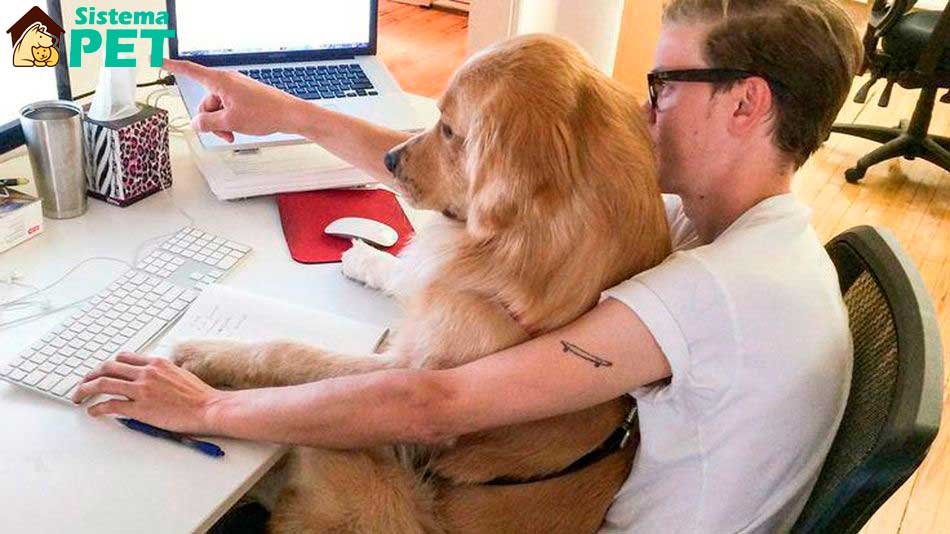 Quanto cobrar pelo serviço de Banho e Tosa