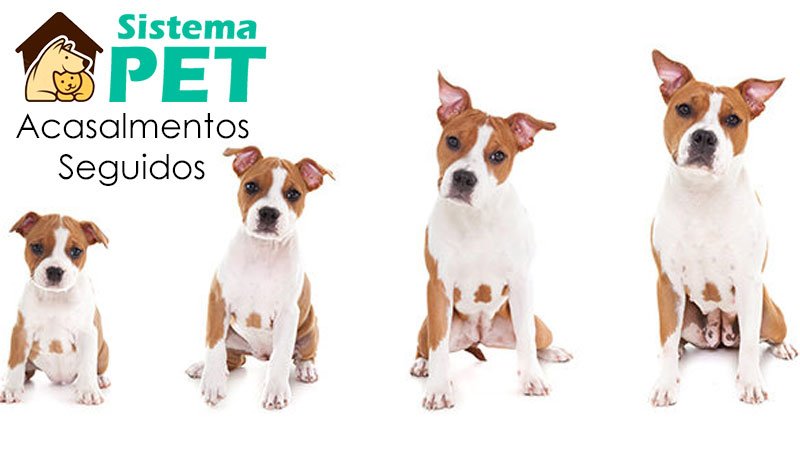 acasalamento seguidos