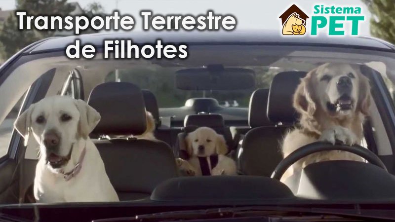 Transporte Terrestre de Filhotes
