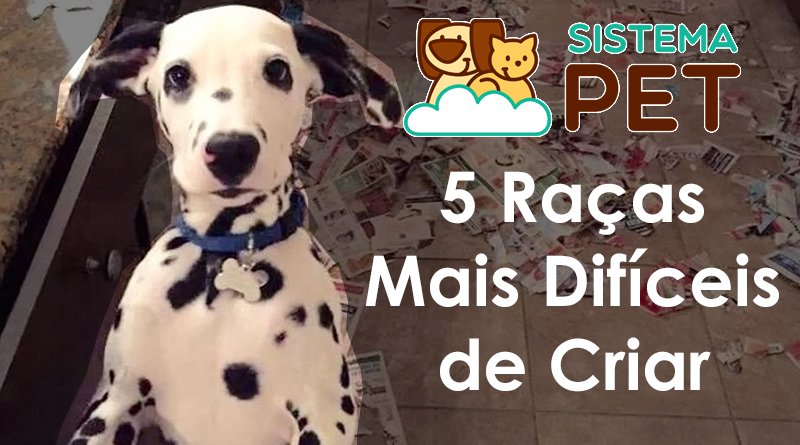 5 Raças Mais Difíceis de Criar