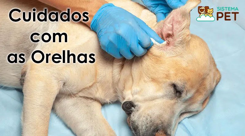 cuidados com as orelhas