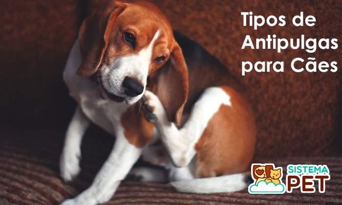 antipulgas para cães